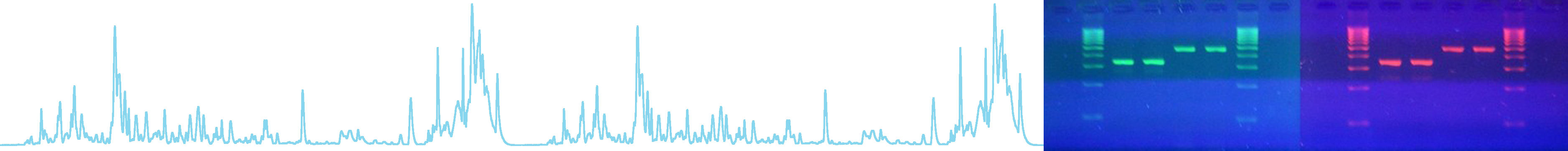 chromo newsletters